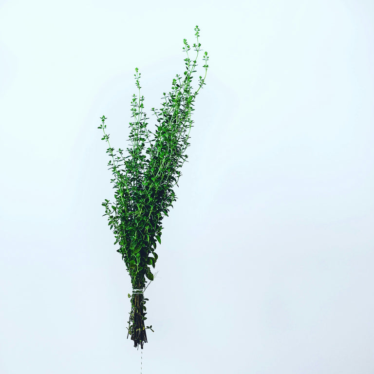 Orégano Fresco - 10 Gramas