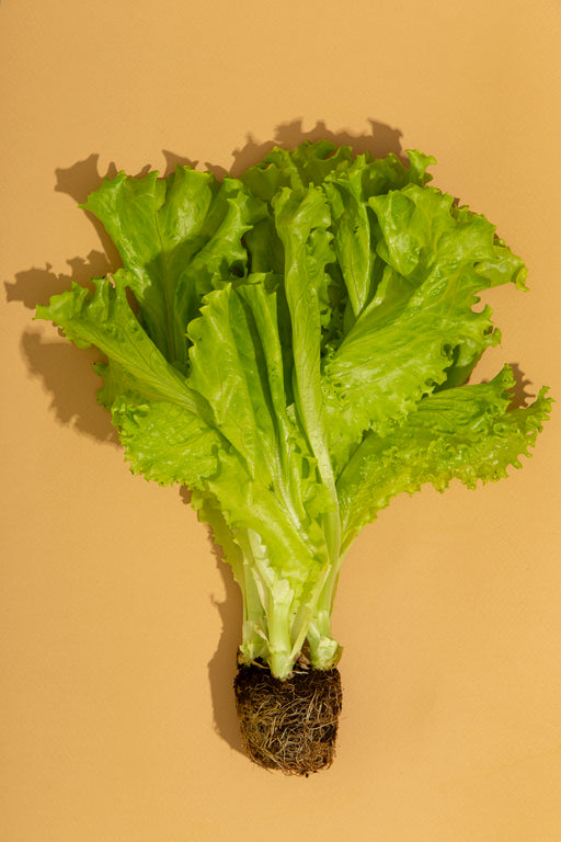 Alface Crespa - 1 Unidade