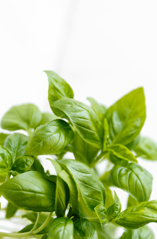 Manjericão Fresco - 50 Gramas